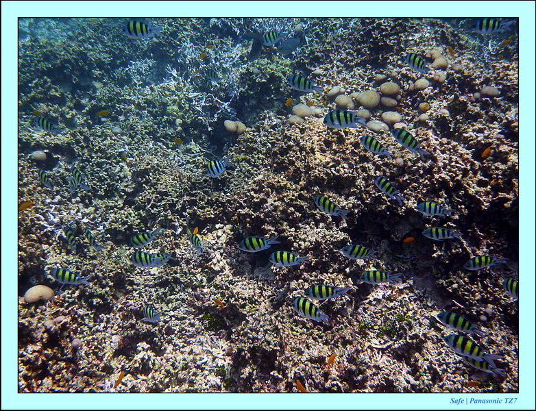 2011 - 03 - Koh Rok 20